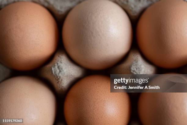 a half dozen eggs - egg carton stock pictures, royalty-free photos & images
