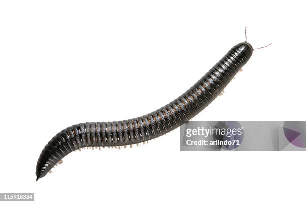 big millipede 02 - centipede stockfoto's en -beelden