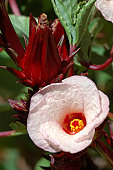 roselle or Jamaica flower, Hibiscus sabdariffa
