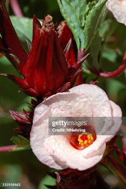 402 Flor De Jamaica Photos and Premium High Res Pictures - Getty Images 402 Flor De Jamaica Photos and Premium High Res Pictures - Getty Images