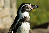 Humboldt's penguin