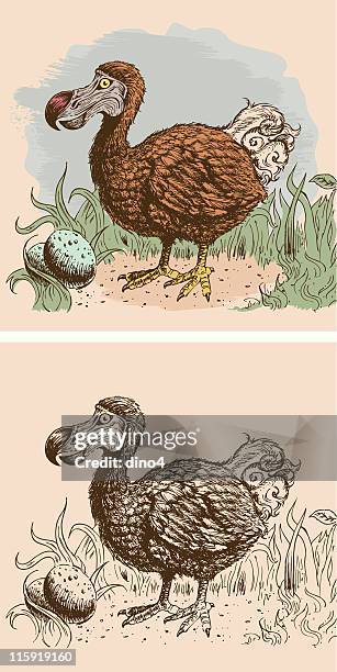 last sighting of the dodo - dodo stock illustrations