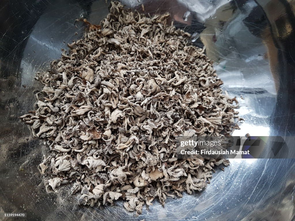 Dried splitgill mushroom,Schizophyllum commune