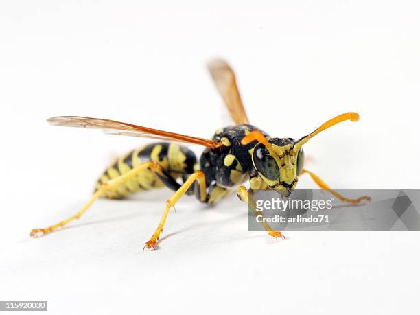 isolated wasp 03 - jacket stock pictures, royalty-free photos & images