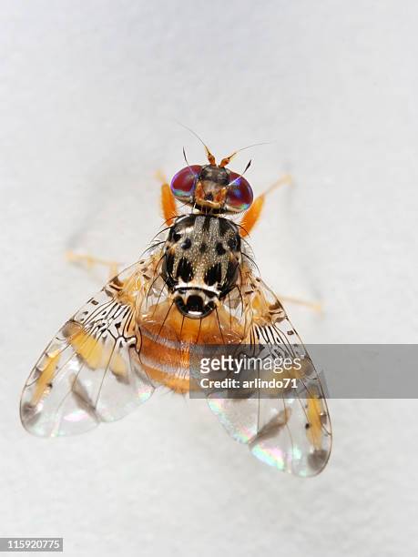 funky fruit fly 02 - fruit flies stock pictures, royalty-free photos & images