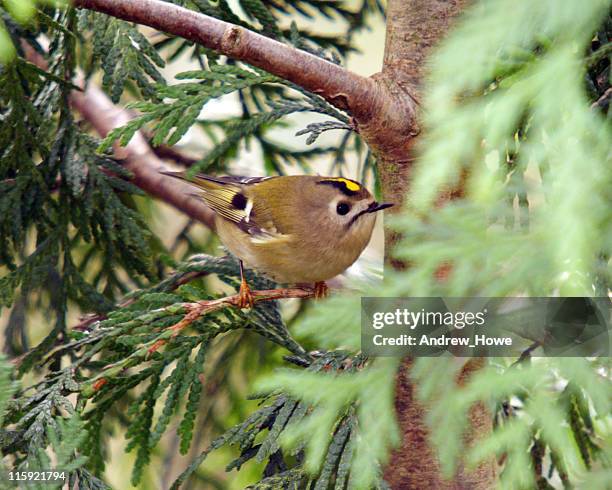 goldcrest (regulus-regulus) - goldcrest stock pictures, royalty-free photos & images