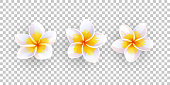 Vector illustration of plumeria flowers.