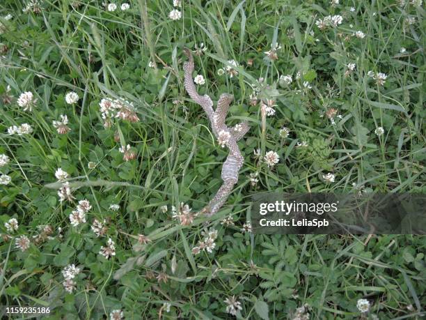 Snake Molting Photos and Premium High Res Pictures - Getty Images