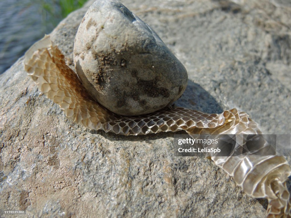 Dry snake skin