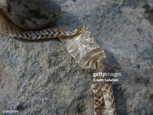Snake Shedding Skin Photos and Premium High Res Pictures - Getty Images