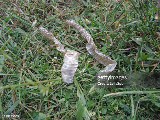 61 Snake Molt Stock Photos, High-Res Pictures, and Images - Getty Images