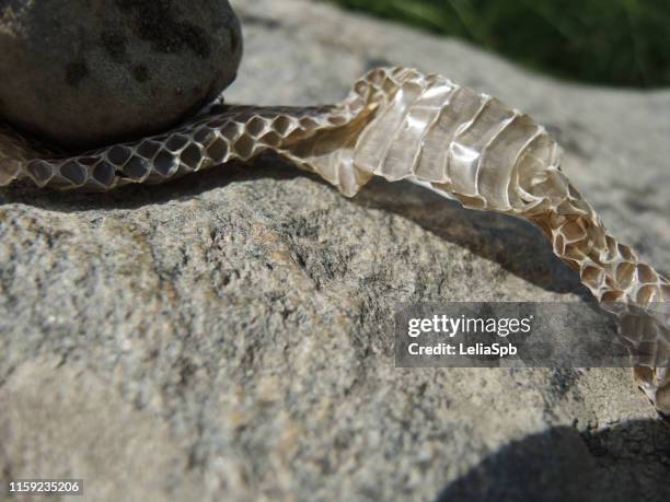 Snake Shedding Skin Photos and Premium High Res Pictures - Getty Images