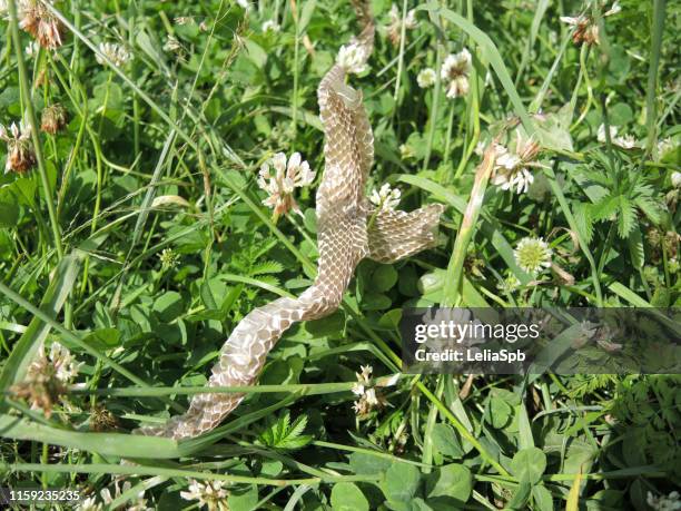 Snake Shedding Skin Photos and Premium High Res Pictures - Getty Images