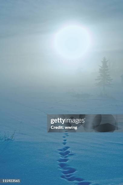 nebel, die sonne und tierische spuren im schnee - animal print stock-fotos und bilder