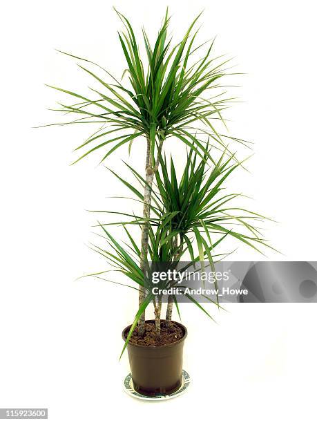 dragon tree (dracaena marginata) house plant - dragon tree stock pictures, royalty-free photos & images