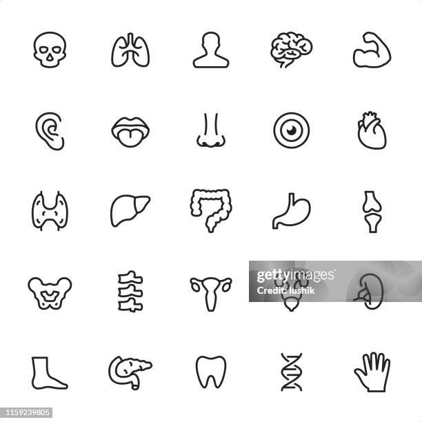 human anatomy - outline icon set - human pancreas stock illustrations