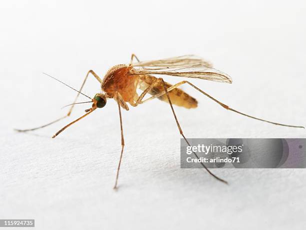 aislado mosquito 02 - mosquito fotografías e imágenes de stock