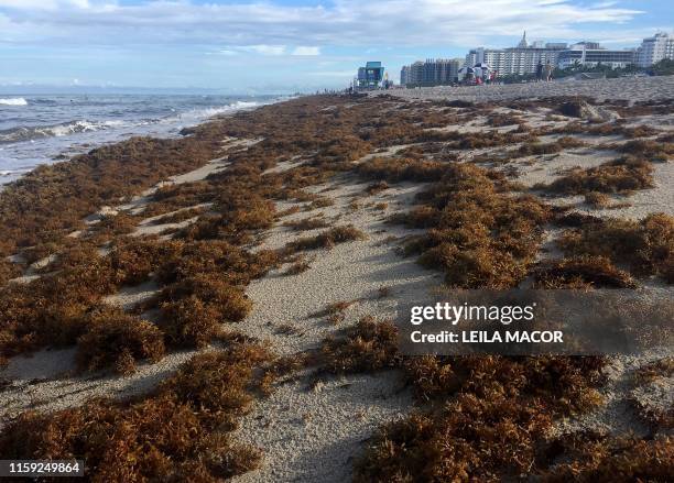 Sargassum seaweed covers the shore of Miami Beach, Florida, on August 1, 2019. - Tons of this seaweed are upsetting tourists as Miami authorities...