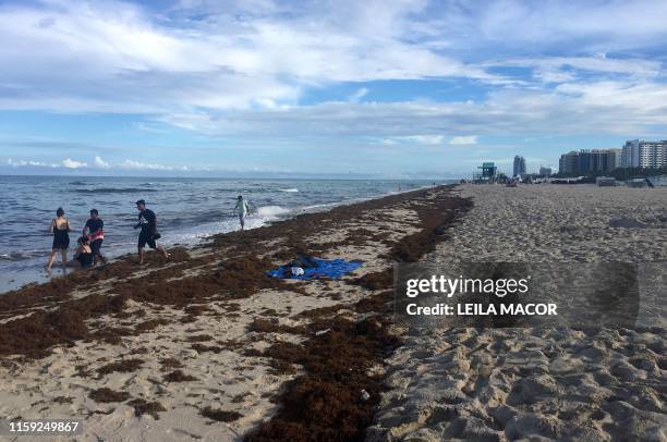 Sargassum seaweed covers the shore of Miami Beach, Florida, on August 1, 2019. - Tons of this seaweed are upsetting tourists as Miami authorities...