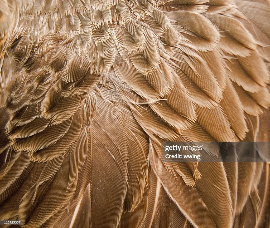 Fondo marrón de pluma