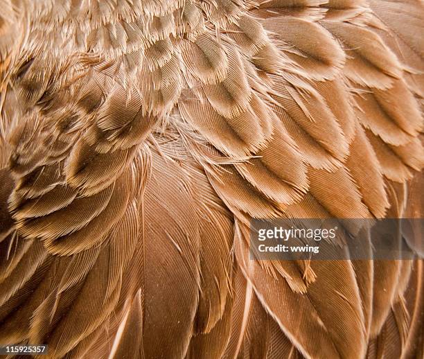 brown feather background - ducks stockfoto's en -beelden