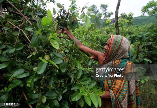 Village living women plucks and eats wild berries at their near by forest in Nayagarh district, 90 km away from the eastern Indian state Odisha's...