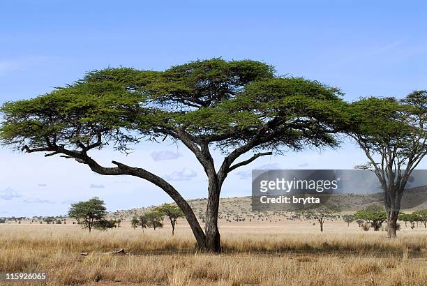 acacia bäume in savannah von serenget-nationalpark, tansania - acacia tree stock-fotos und bilder