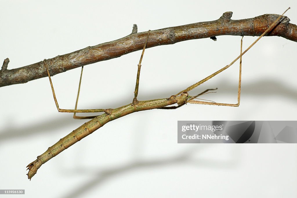 Walking stick, Parapachymorpha zomproi