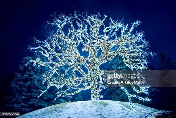 christmas oak tree - miracle stock pictures, royalty-free photos & images