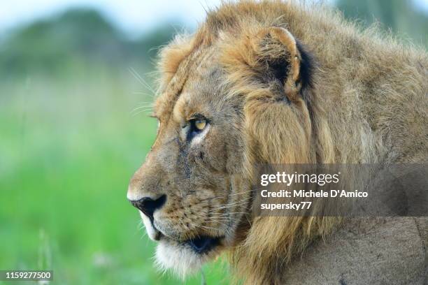 male lion portrait - murchison falls national park stock pictures, royalty-free photos & images