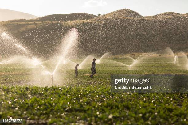 der landwirt gießt mit sprinklern - irrigation stock-fotos und bilder