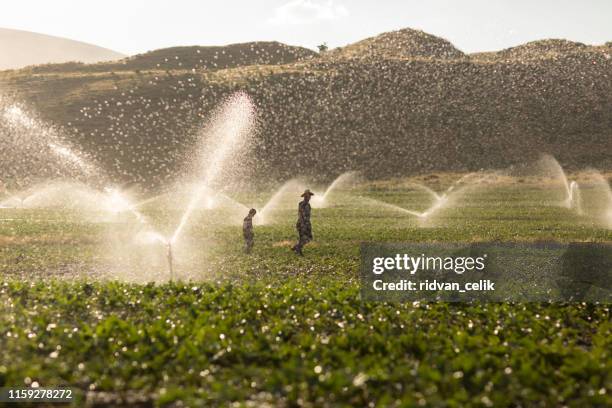 de boer drenken met sprinklers - irrigatiesysteem stockfoto's en -beelden