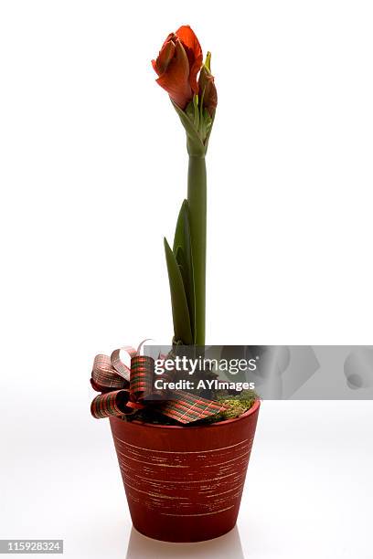 christmas amaryllis - amaryllis stock pictures, royalty-free photos & images