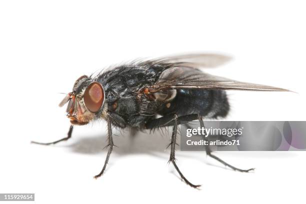 big fly 03 - house fly stock pictures, royalty-free photos & images