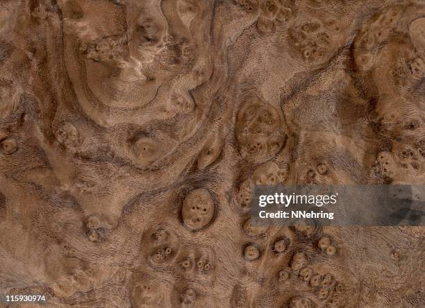 black walnut burl wood, juglans nigra - walnut woodgrain stock pictures, royalty-free photos & images