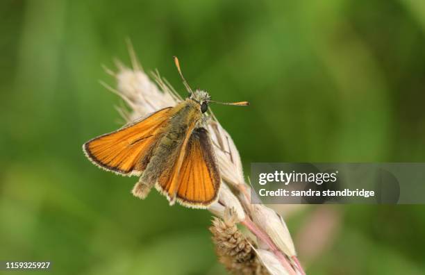 a stunning small skipper butterfly, thymelicus sylvestris, perched on a grass seed head. - small skipper butterfly stock pictures, royalty-free photos & images
