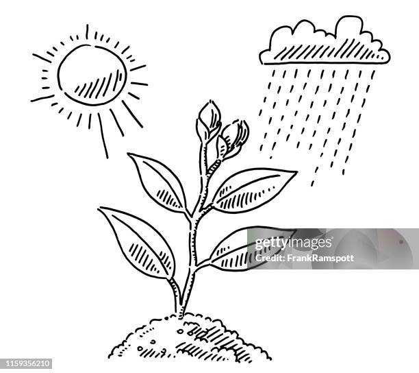 plant growth sun and rain drawing - black and white sketch clouds stock illustrations