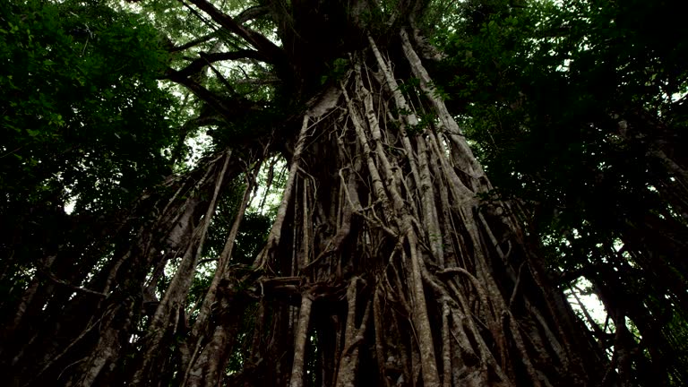 Tree And Root System Videos and HD Footage - Getty Images