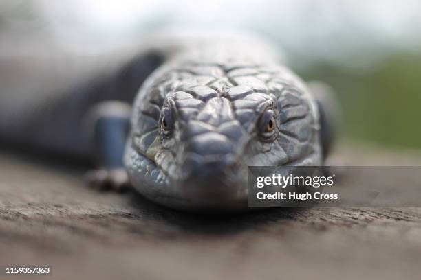 blue-tongued skink - blue tongue lizard stock pictures, royalty-free photos & images