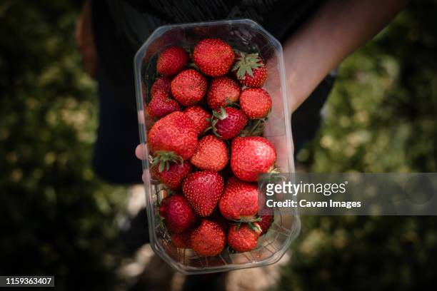 boy holding punnet of freshly picked strawberries - barquette photos et images de collection