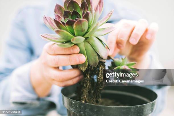 woman's hands transplanting succulent into new pot. - succulents stockfoto's en -beelden