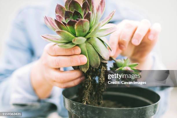 woman's hands transplanting succulent into new pot. - succulent plant stock pictures, royalty-free photos & images