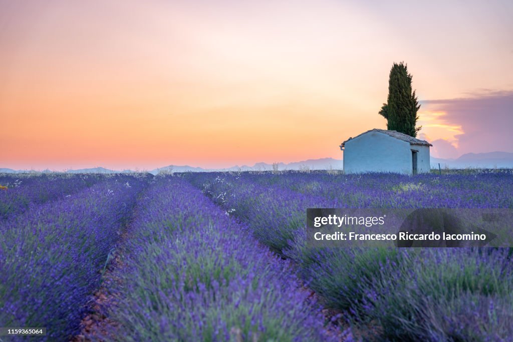 Valensole Plateau, lavender field at sunrise. Provence, Southern France.