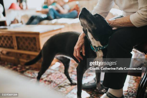 stroking dog - geredde hond stockfoto's en -beelden