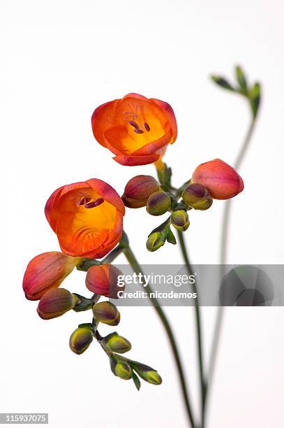 delicate freesia - freesia stock pictures, royalty-free photos & images