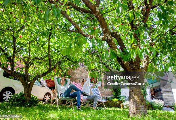 vuxna kvinnor avkopplande i backyard och plocka körsbär - fruktträdgård bildbanksfoton och bilder