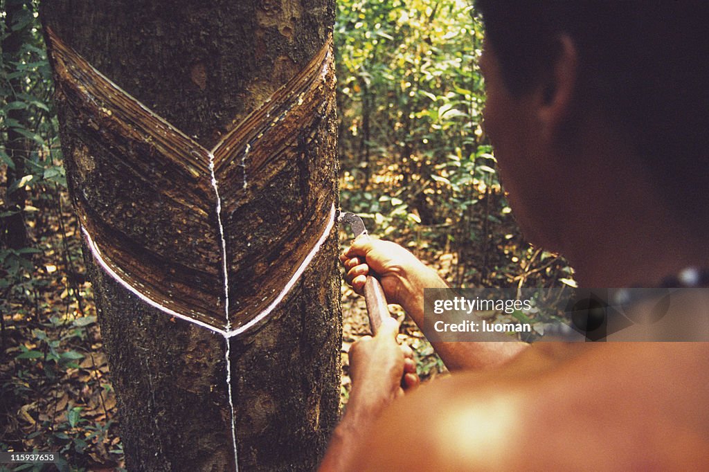 Seringueiro working in the Amazon forest