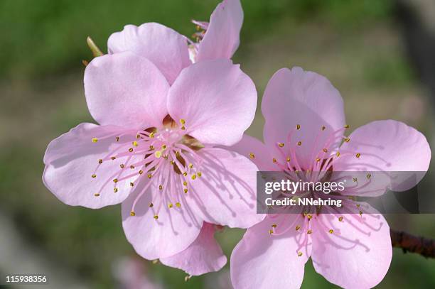 peach blossoms, prunus persica - perzikbloesem stockfoto's en -beelden