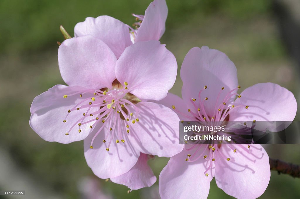 Peach blossoms, Prunus persica