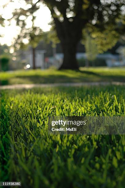 artificial grass Orlando